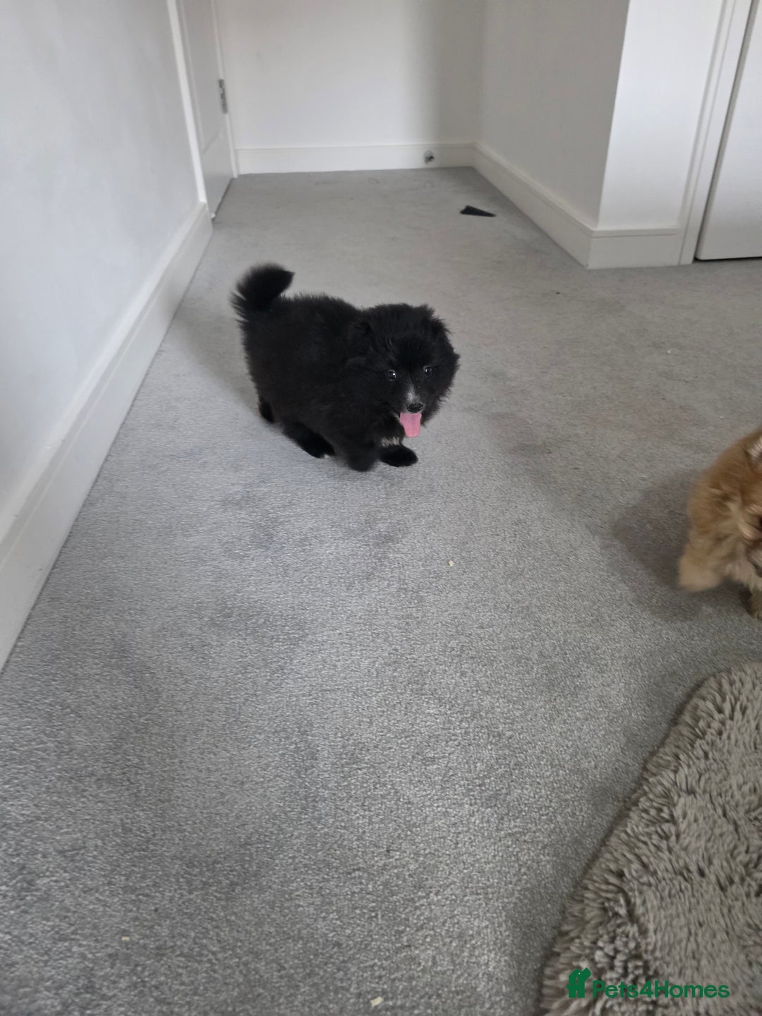 Pomeranian dogs for sale: Pomeranian puppies  - Image 19