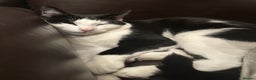 Mixed Breed cats for sale: Adorable Black and White Tuxedo Kittens - Advert 4