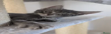 Grey collar 