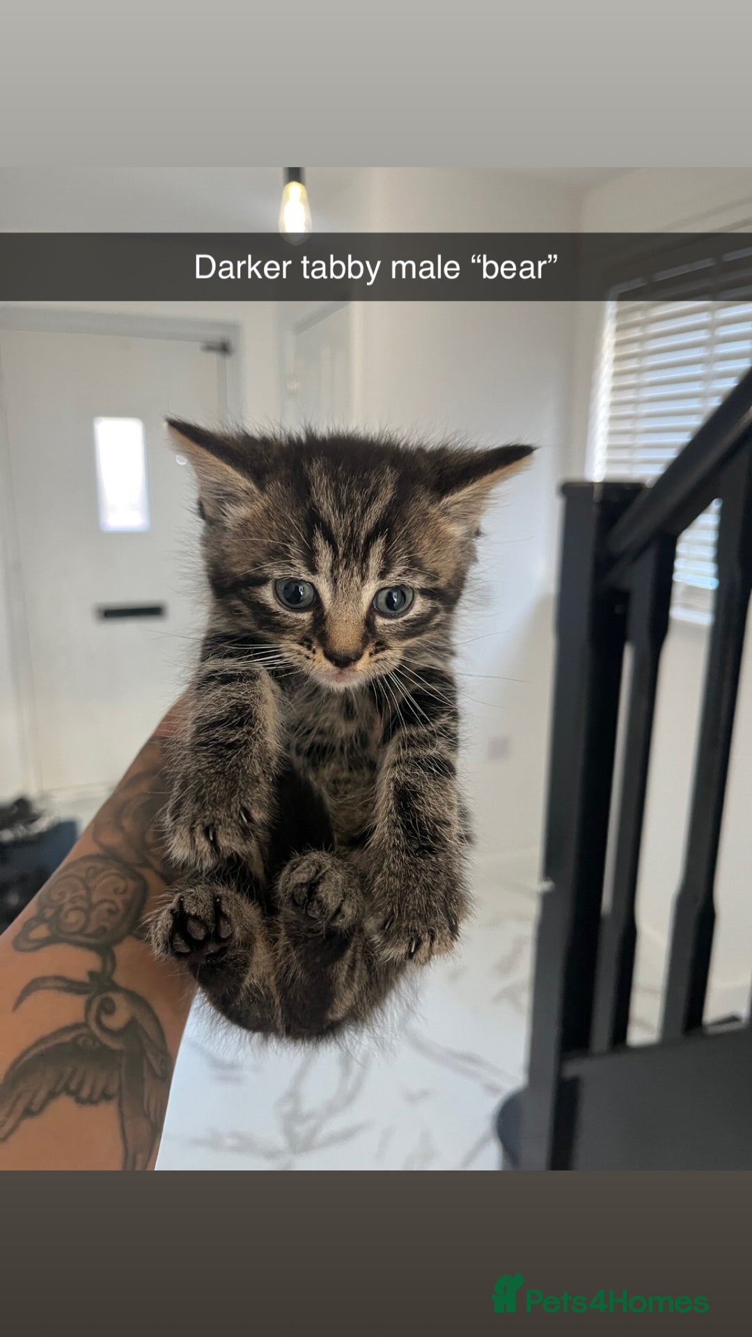 Mixed Breed cats for sale: Beautiful kittens  - Advert 2