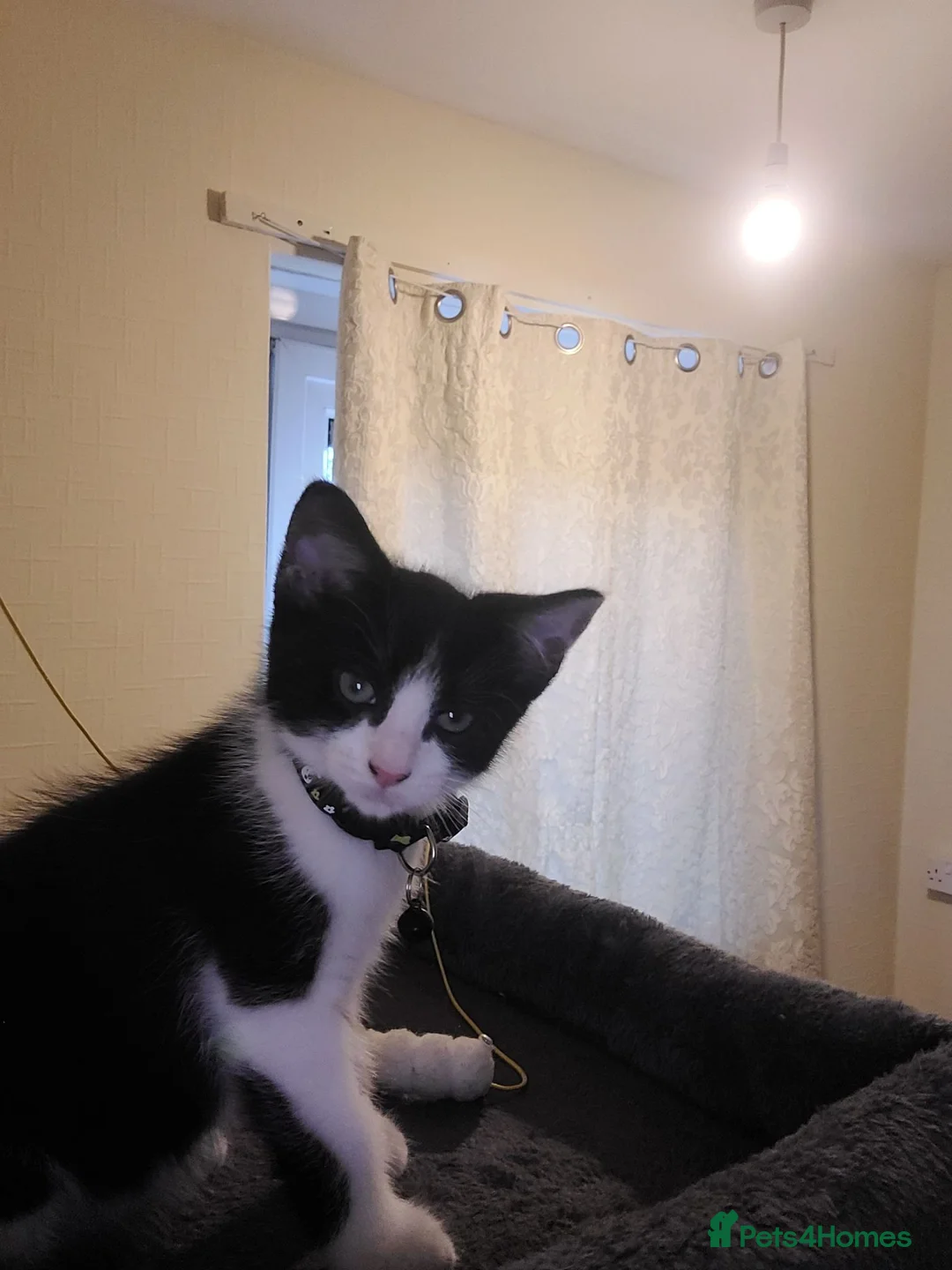 Mixed Breed cats for sale: Looking for forever home  in Birmingham - Advert 2