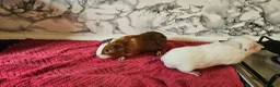 Guinea Pig rodents for sale: 2 pairs of brothers  - Advert 3
