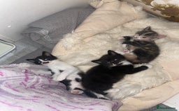 Mixed Breed cats for sale: Kitten - Image 5
