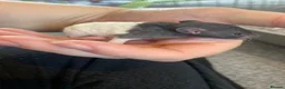 Rat rodents for sale: Baby dumbo rats ready end of July   - Advert 16