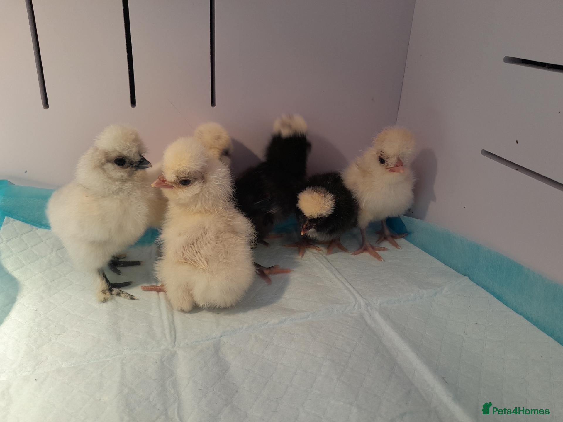 Chickens poultry Polish Bantam Chicks Available - Advert 1