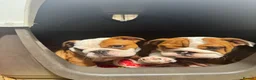 English Bulldog dogs for sale: Beautifully bred English bulldogs  - Advert 10