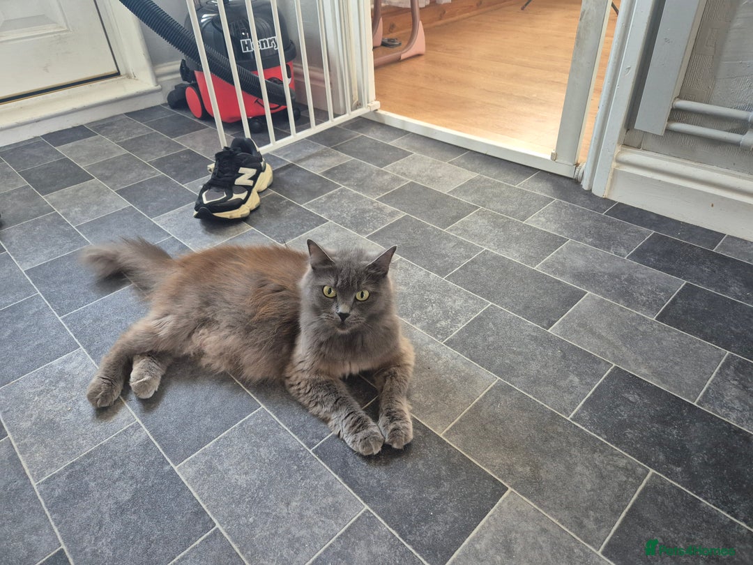 Mixed Breed cats for sale: Gorgeous fluffy chunky little babies  - Image 2