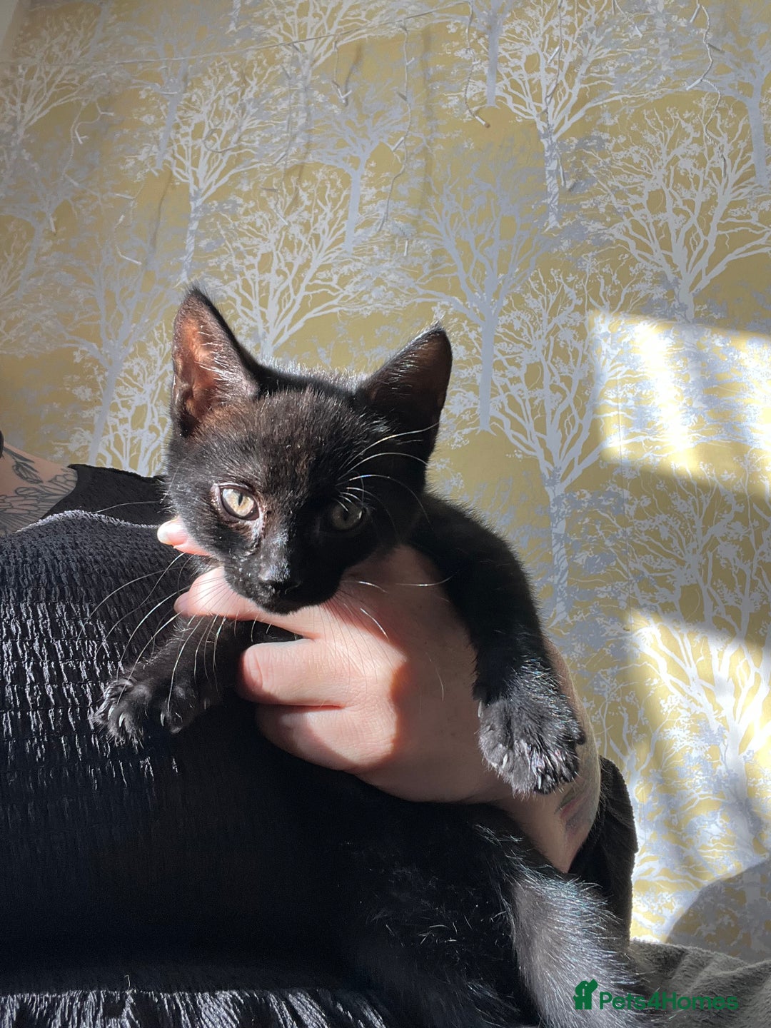 Mixed Breed cats for sale: Beautiful Kittens - Advert 8