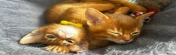 Abyssinian cats for sale: Abyssinian kittens  - Advert 5