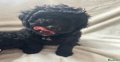 Cockapoo dogs Beautiful cockapoos - Advert 2