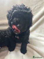 Cockapoo dogs Beautiful cockapoos - Advert 2