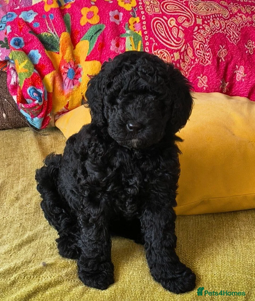 Cockapoo dogs for sale: F1BB Standard poodle x toy cockapoo puppies  - Advert 2