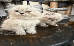 Persian cats for sale: Persian Colorpoint Seal Tabby Point kittens - Image 2