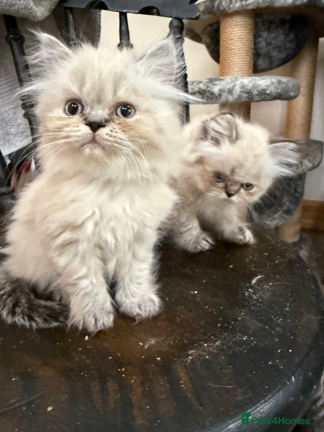 Persian cats for sale: Persian Colorpoint Seal Tabby Point kittens - Image 2