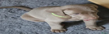 Weimaraner 1