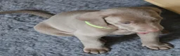 Weimaraner dogs for sale: Weimaraner puppies  - Advert 10