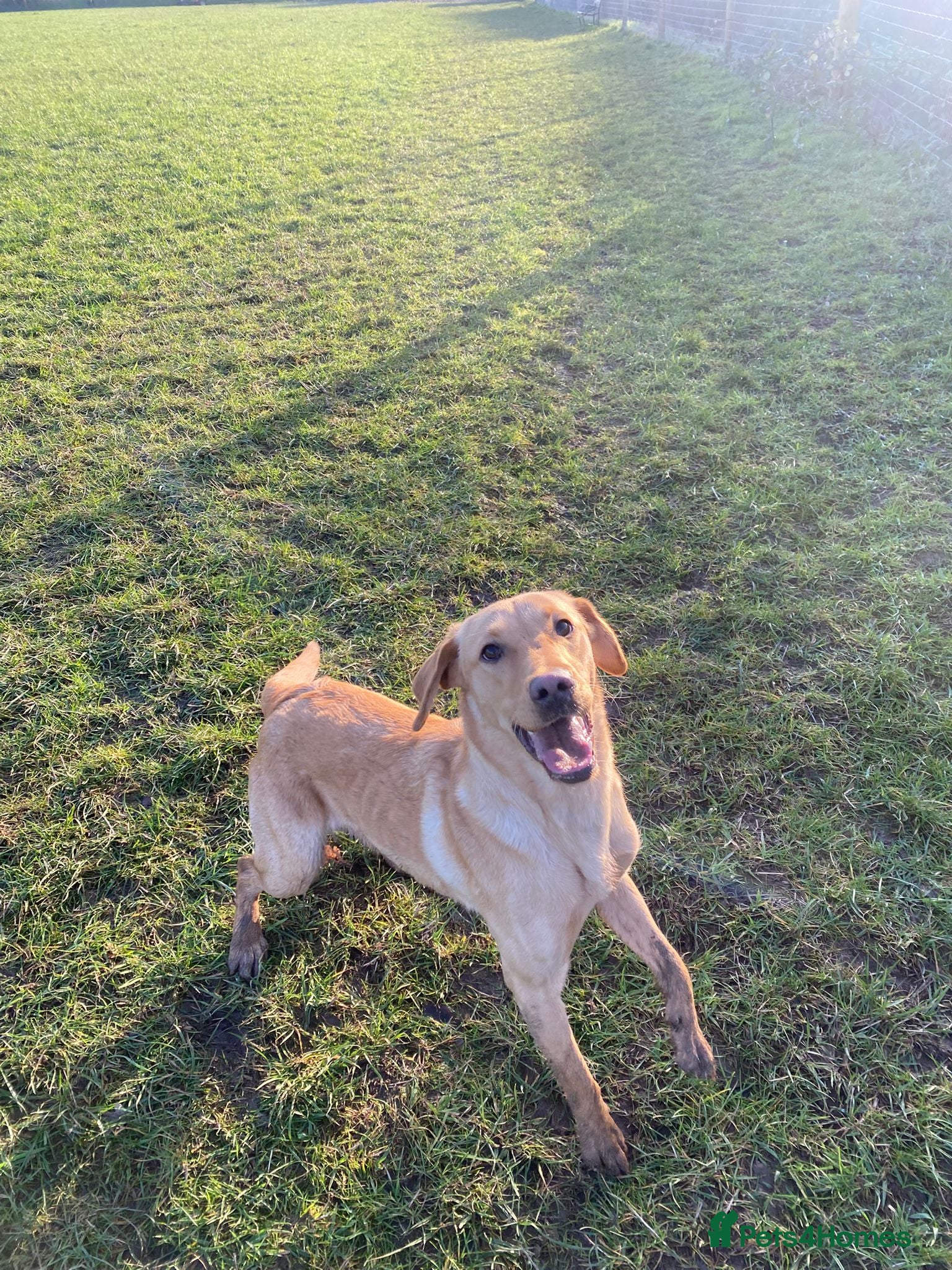 Labrador Retriever dogs Beautiful female Labrador  - Advert 1