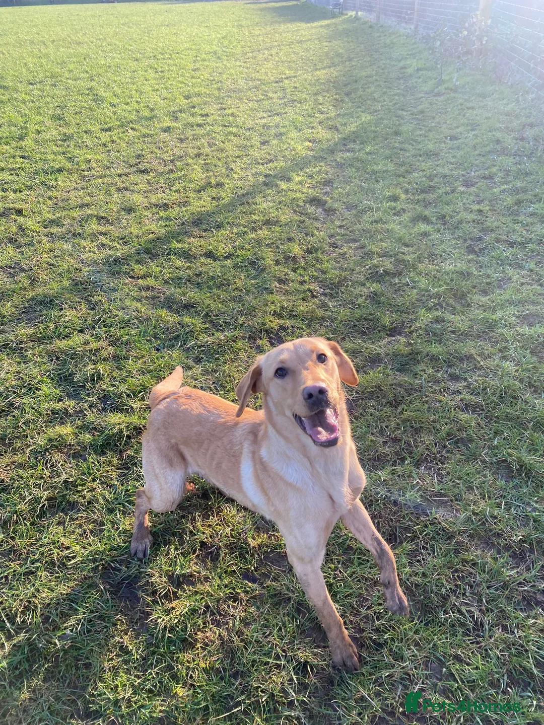 Labrador Retriever dogs for sale: Beautiful female Labrador  - Advert 1