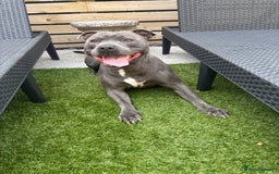 Staffordshire Bull Terrier dogs for sale: 🔷Top quality Pharaon puppy🔷 - Image 16