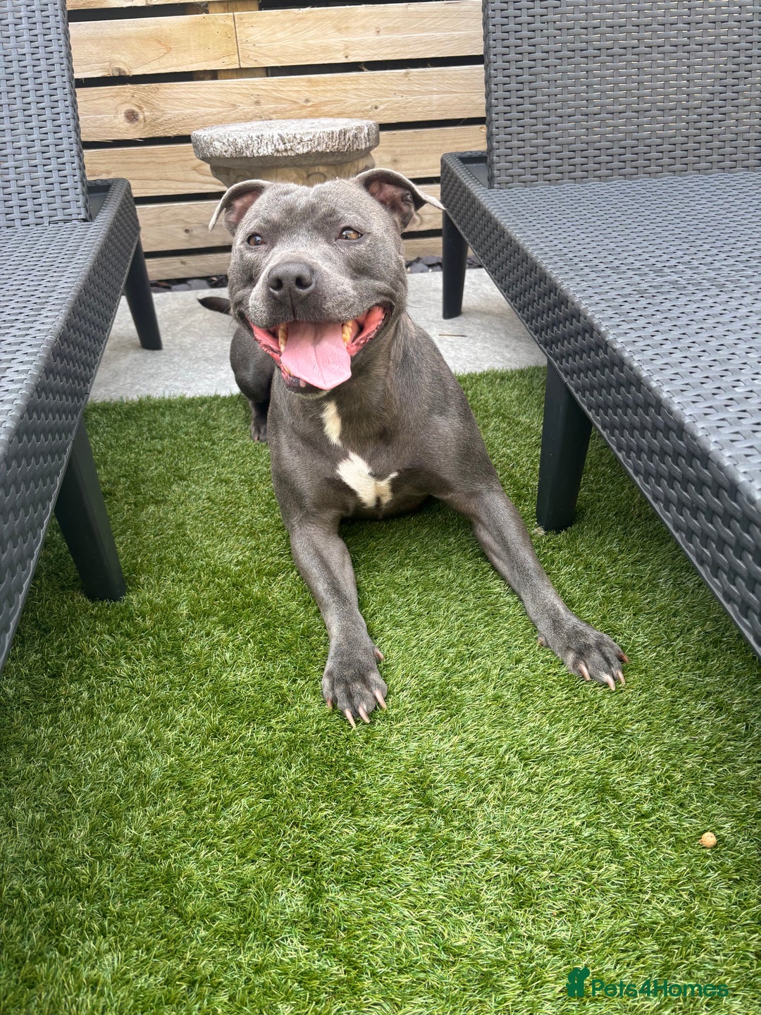 Staffordshire Bull Terrier dogs for sale: 🔷Top quality Pharaon puppy🔷 - Image 16