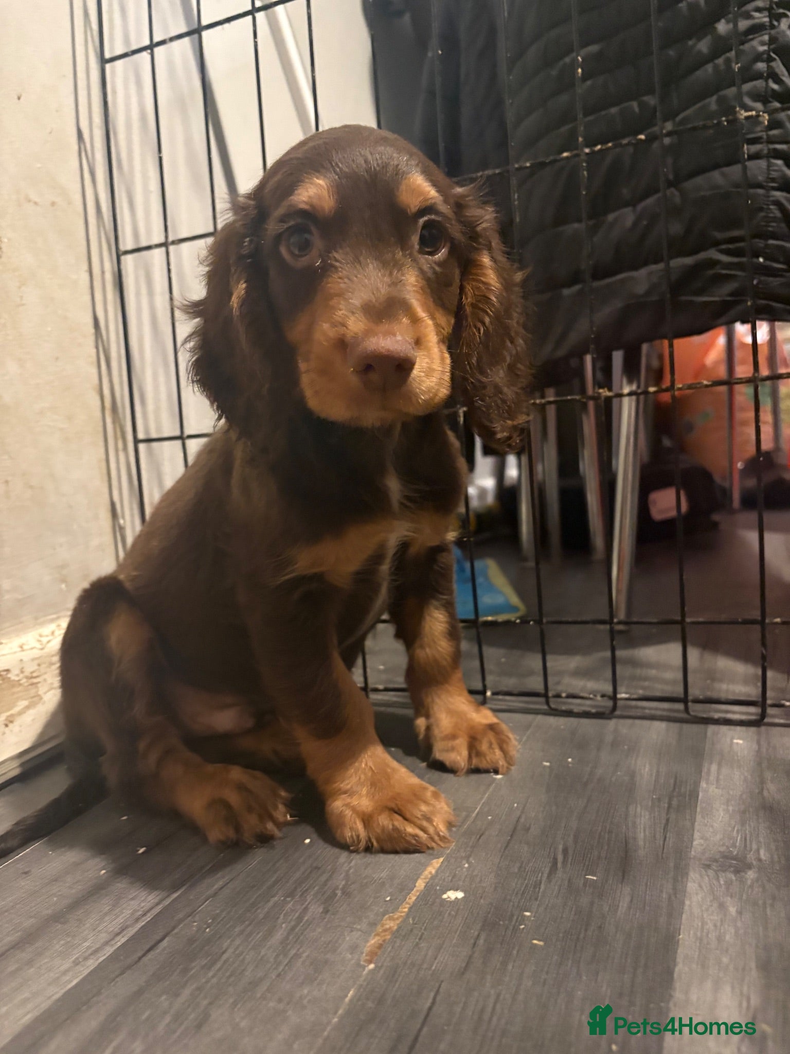 Cocker Spaniel dogs 1 working cocker - Advert 5