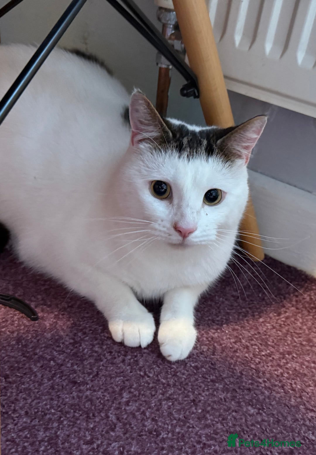 Domestic Shorthair cats for sale: Star Domestic Shorthair - Image 2