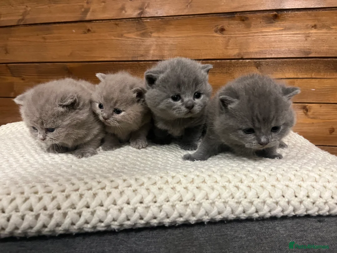 British Shorthair cats for sale: British short hair - Advert 3