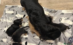 Miniature Dachshund dogs for sale: Mini dachshund puppies - Image 4