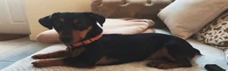 Jack Russell dogs for sale: Tan, Black and Tan puppies for sale  in Malton - Advert 9