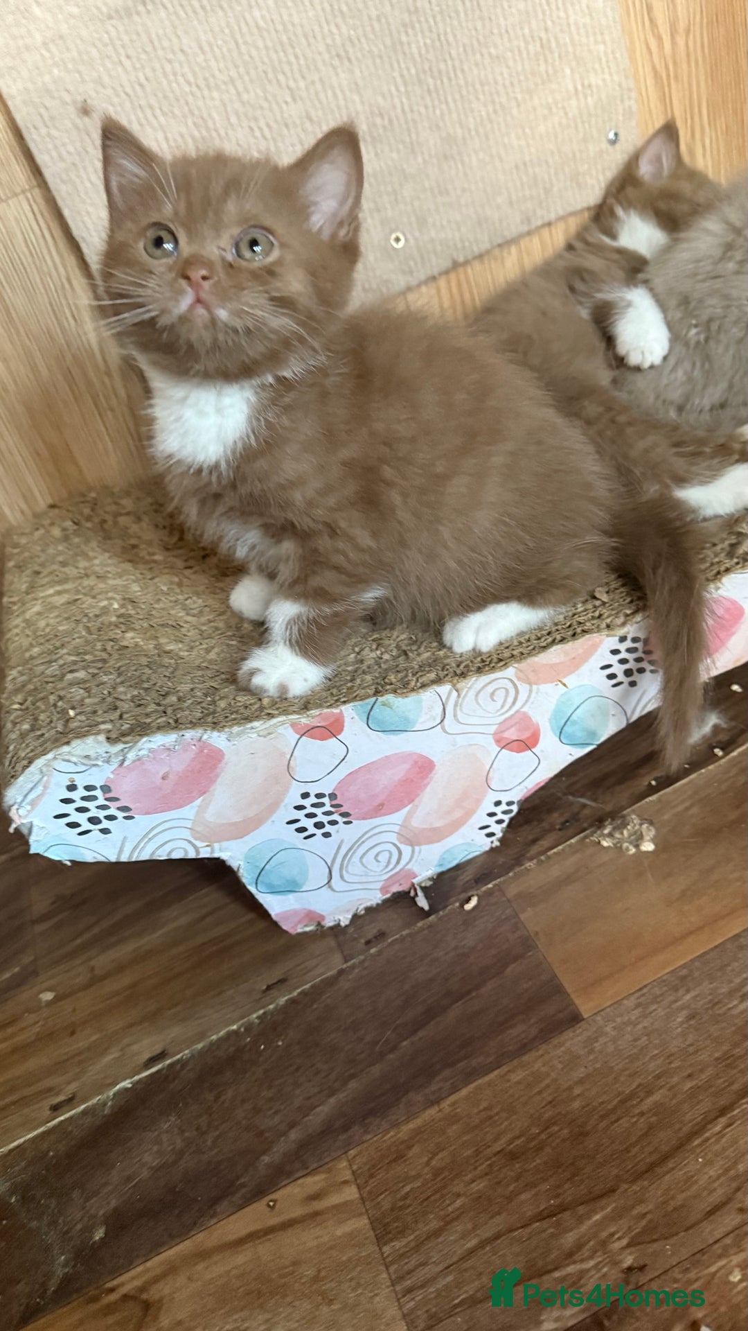 British Shorthair cats for sale: BSH kittens parents gccf - Image 9
