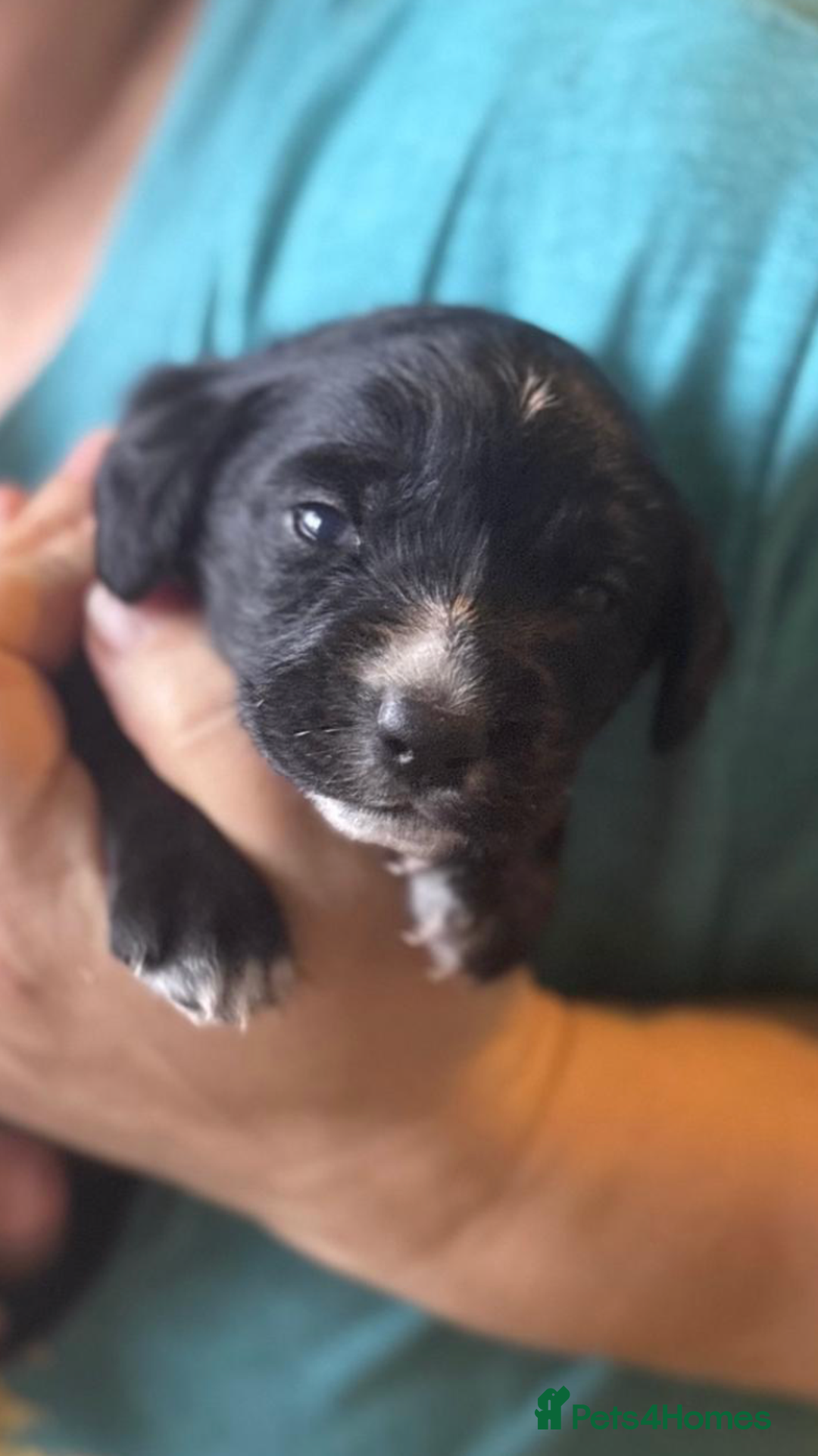 Mixed Breed dogs for sale: Gorgeous puppies  - Image 13