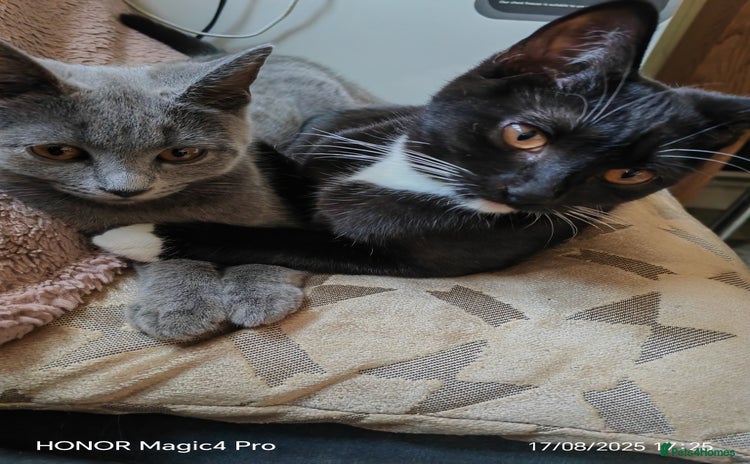 British Shorthair cats - Advert 1