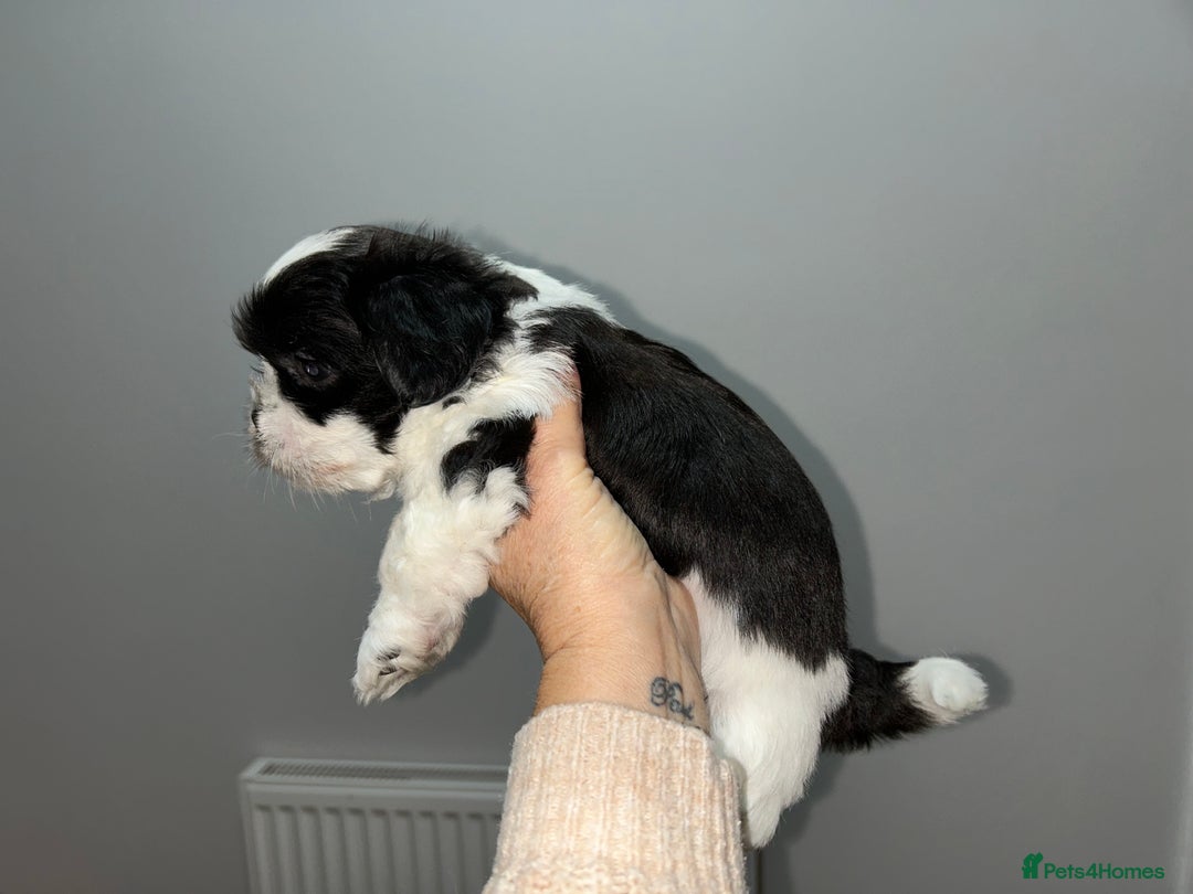 Lhasa Apso dogs for sale: KC Reg Lhasa pup READY TO GO - Advert 3