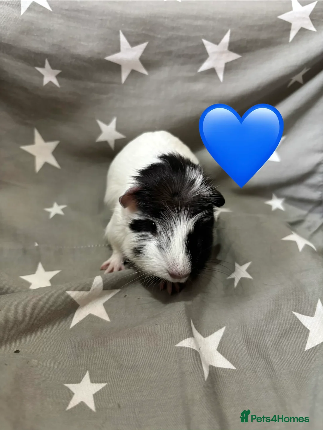 Guinea Pig rodents for sale: Mixed guinea pigs  - Advert 5