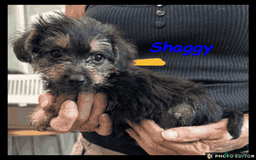 Mixed Breed dogs for sale: Beautiful Borderpoo Puppies – Ready 24th August - Image 23