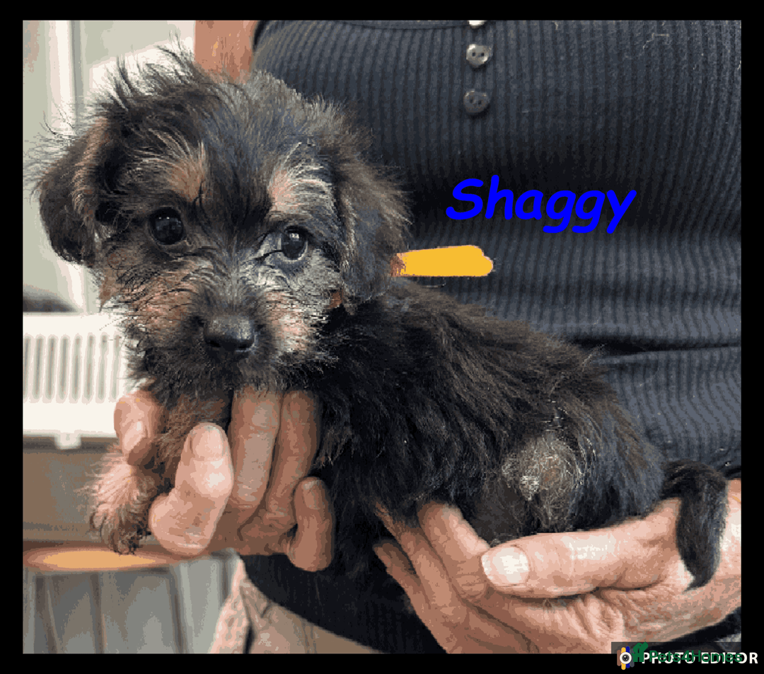 Mixed Breed dogs for sale: Beautiful Borderpoo Puppies – Ready 24th August - Image 23