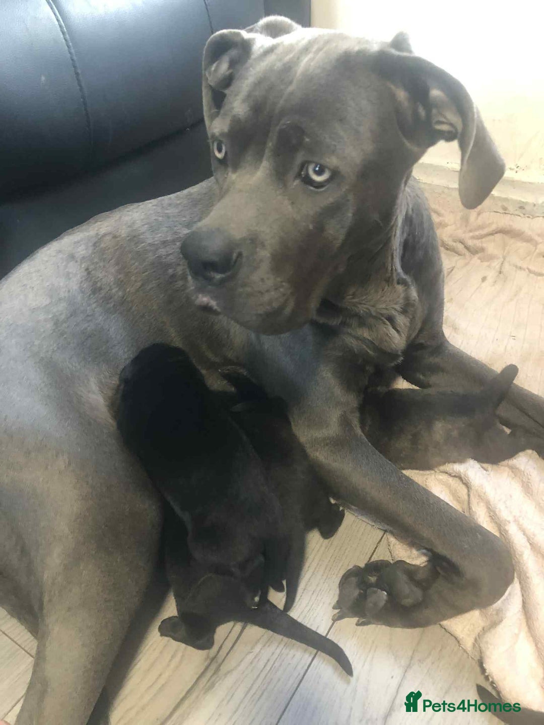Mixed Breed dogs for sale: Cane corso cross German shepherd puppy’s  - Image 8