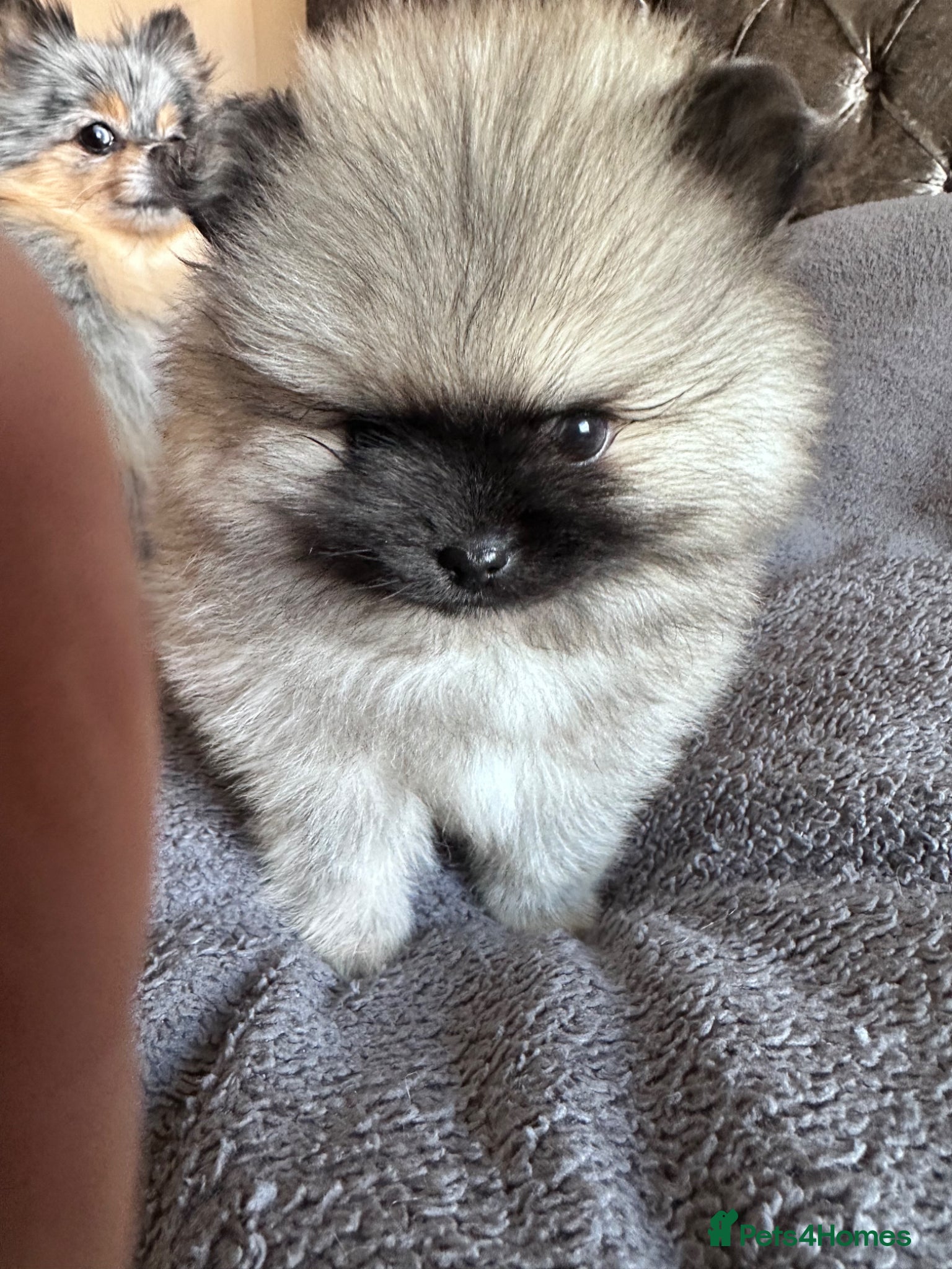 Pomeranian dogs Double Champion Lines Pomeranian KC Reg - Advert 2