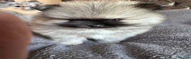 Pomeranian Puppy 1