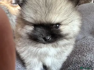 Pomeranian dogs Double Champion Lines Pomeranian KC Reg - Advert 2