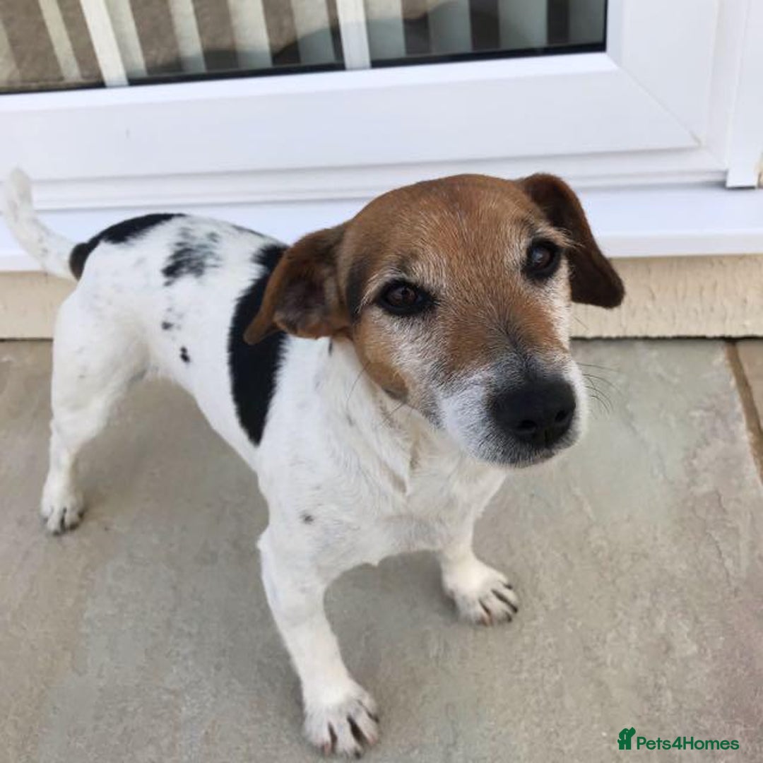Jackapoo dogs for sale: Beautiful Jackapoo Puppy Black and Tan  - Image 10