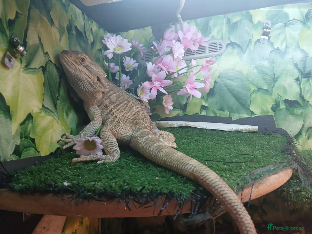 Bearded Dragon reptiles for sale: Breaded dragon with set up - Advert 2