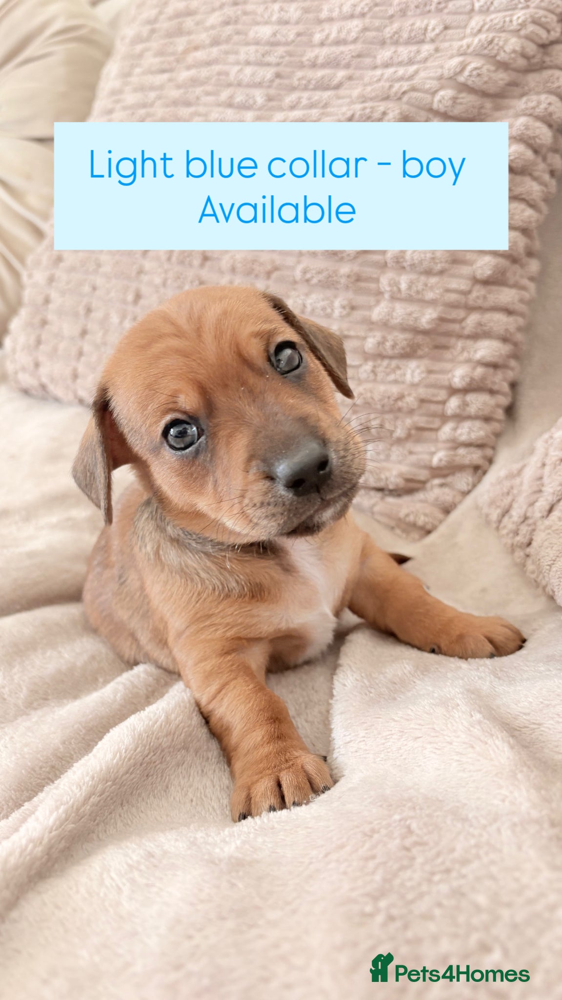 Jackshund dogs Gorgeous Jackshund (JRT x Dachshund) pups - Advert 1