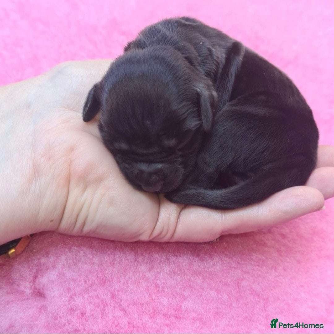 Sprocker dogs for sale: Stunning F1 Sprocker spaniel puppies - Image 8