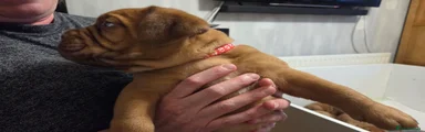 Dogue De Bordeaux Puppy 1 - Red