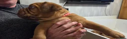 Dogue De Bordeaux dogs for sale: Dogue Du Bordeaux Puppies for Sale - Advert 15