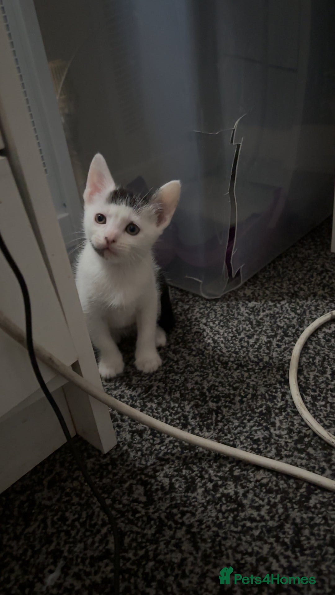 Mixed Breed cats for sale: Kittens for sale  - Advert 2