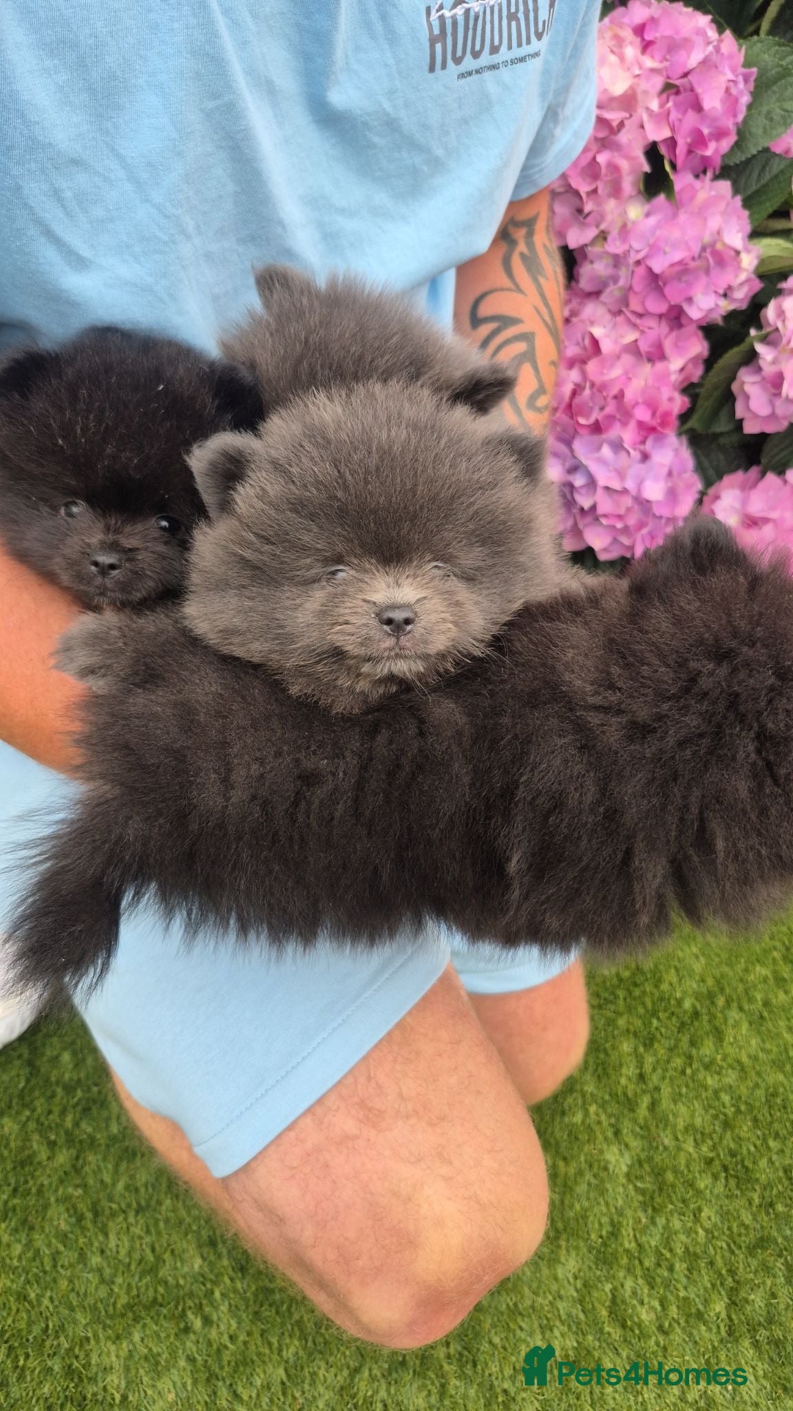 Pomeranian dogs Mini pomeranian puppies Russian bloodlines - Advert 14