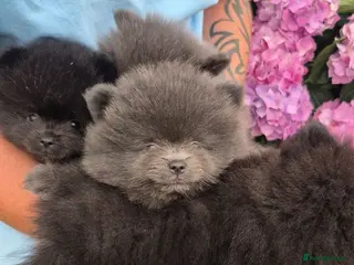 Pomeranian dogs Mini pomeranian puppies Russian bloodlines - Advert 18
