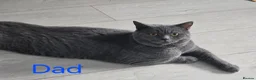 British Shorthair cats for sale: Beautiful Bsh kittens  - Advert 8